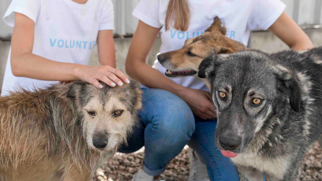 Questions à se poser avant d'adopter un chien venant d'un refuge