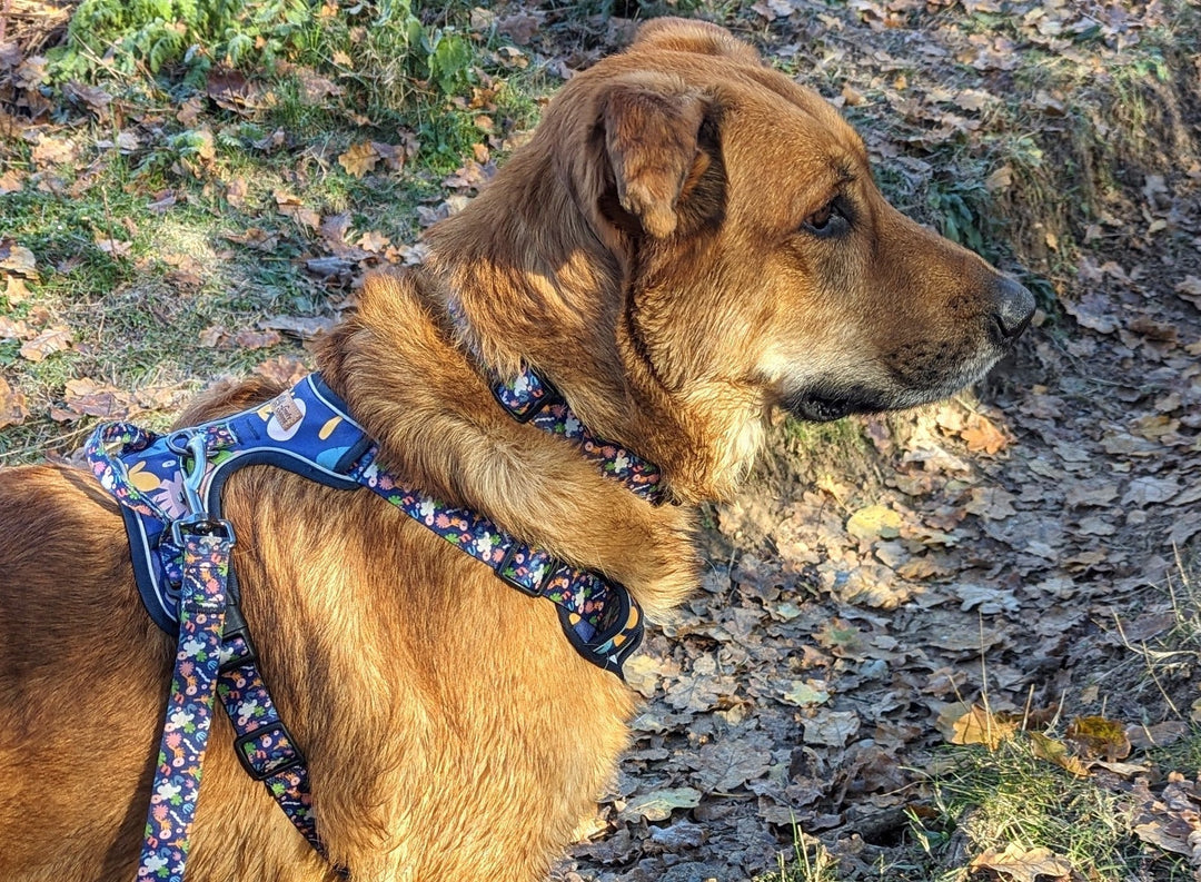 Comment choisir le harnais idéal pour chien ?