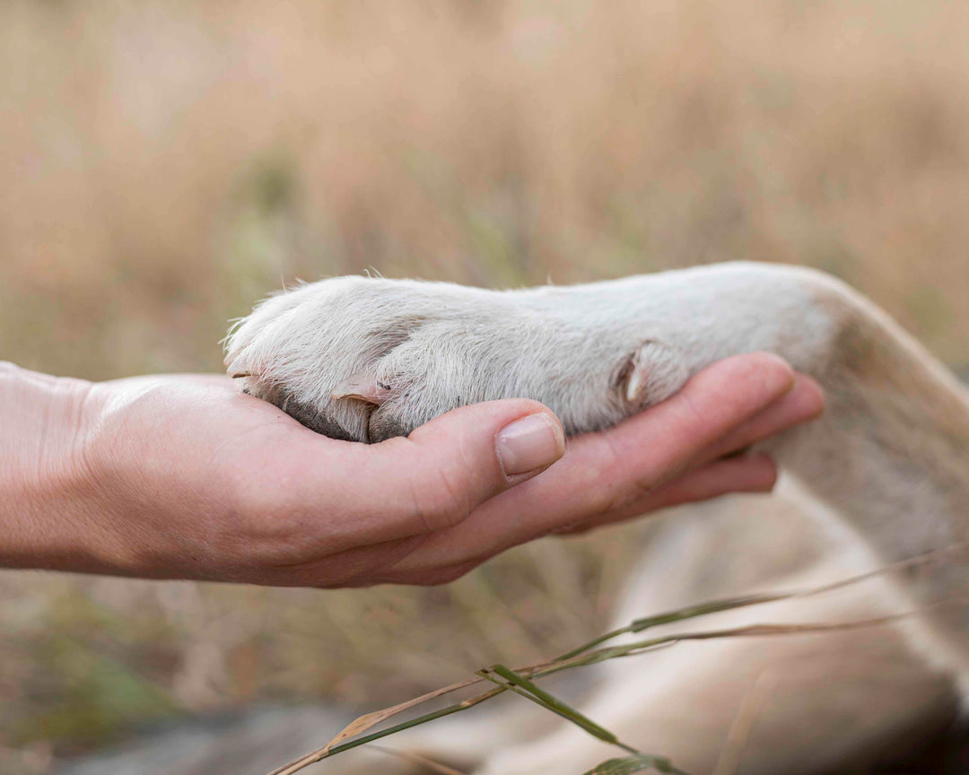 Adopter un chien : Comment savoir si c'est un bon refuge