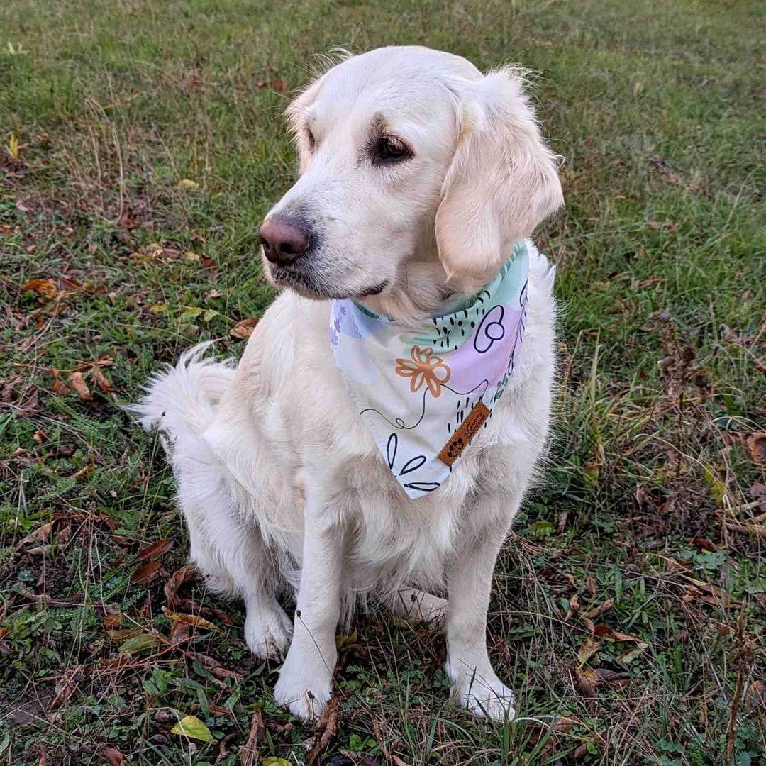 Golden retriever de profil, sur l'herbe, portant le très beau bandana pour chien Pastel aux couleurs jaune rose, vert et bleu.