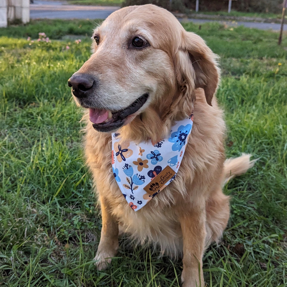 Bandana Printemps aux motifs floraux orange et bleu pour chien de la marque Goofy Goldens porté par un joli Golden Retriever souriant 