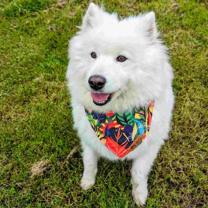 Très beau chien samoyede assis et souriant, portant le collier bandana aux couleurs rouge, vert, violet et jaune de chez Goofy Goldens