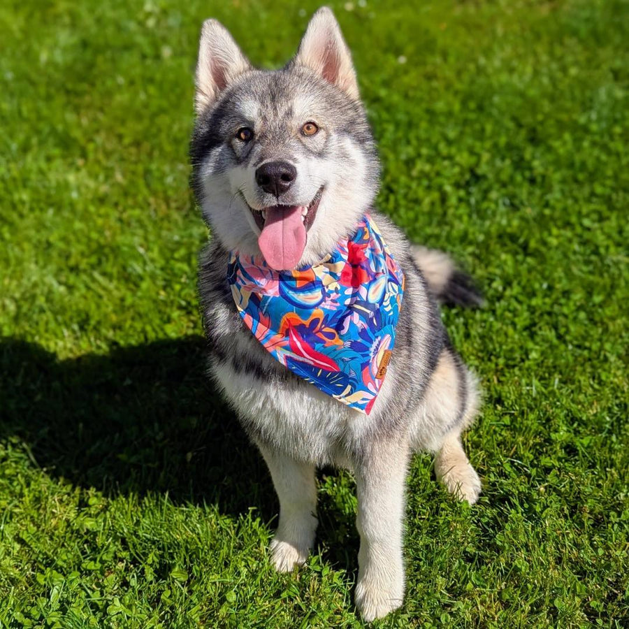 Chien assis dans l'herbe de face , souriant portant le collier bandana de la gamme Lagon aux motifs colorés de rouge,orange,bleu.