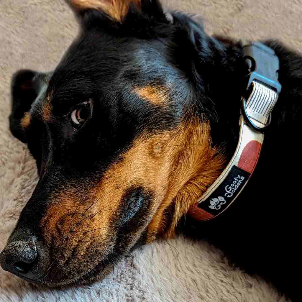 Dog collar Fall