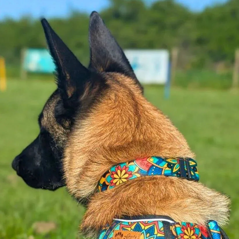 collier original pour chien mandala porté par un chien malinois qui porte également le harnais mandala de la même collection