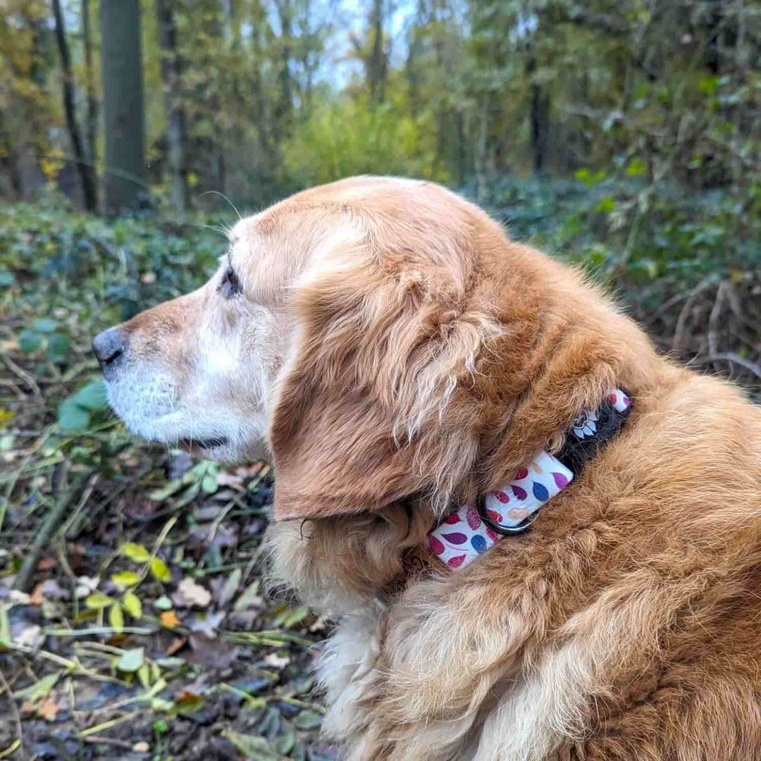 golden retriever zommé de près dans une foret portant le collier pour chien Pétales