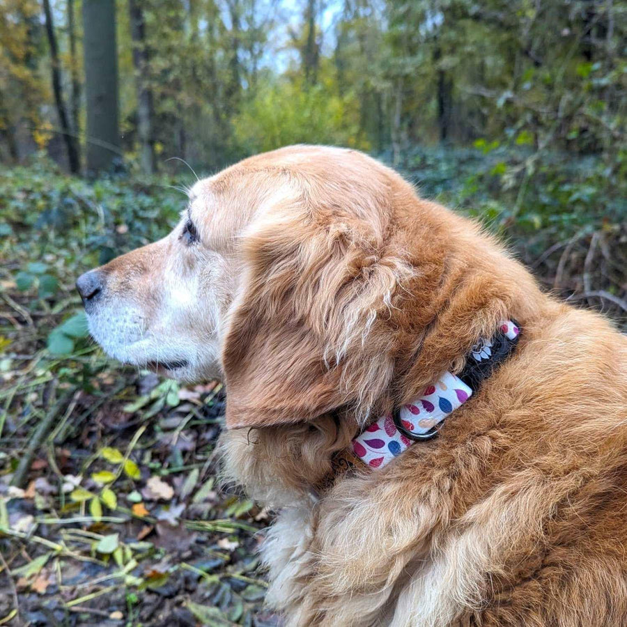 De profil un golden porte un collier Pétales aux couleurs rose, orange, bleu et jaune sur fond blanc