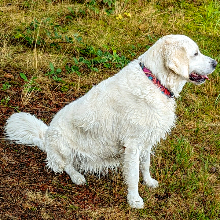 Golden retriever blanc mouillé et heureux, portant le collier pour chien taille L de la collection Envoutant