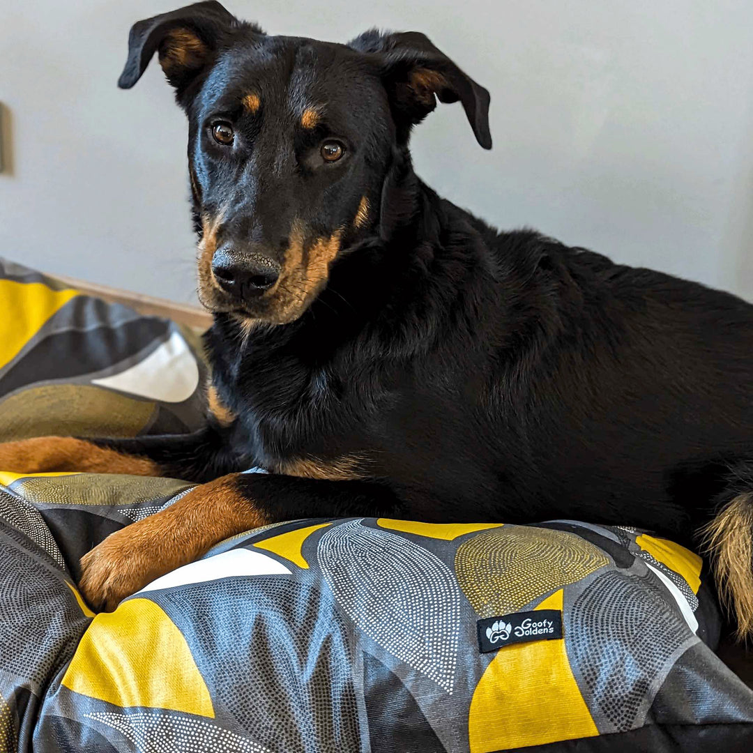Joli beauceron couché sur un coussin Elegant taille L de la marque Goofy Goldens. coussin confortable et déhoussable