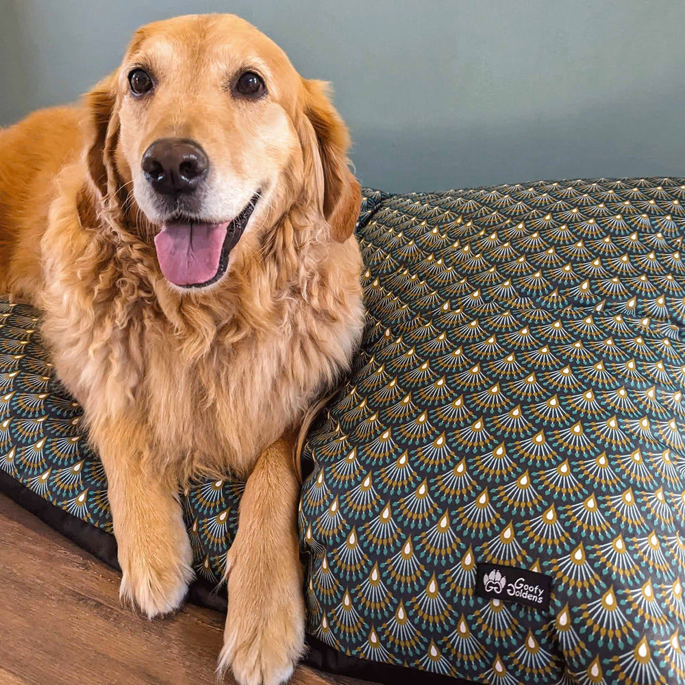 Un magnifique Golden retriever heureux et posant sur un coussin ou lit pour chien de la collection Paon 