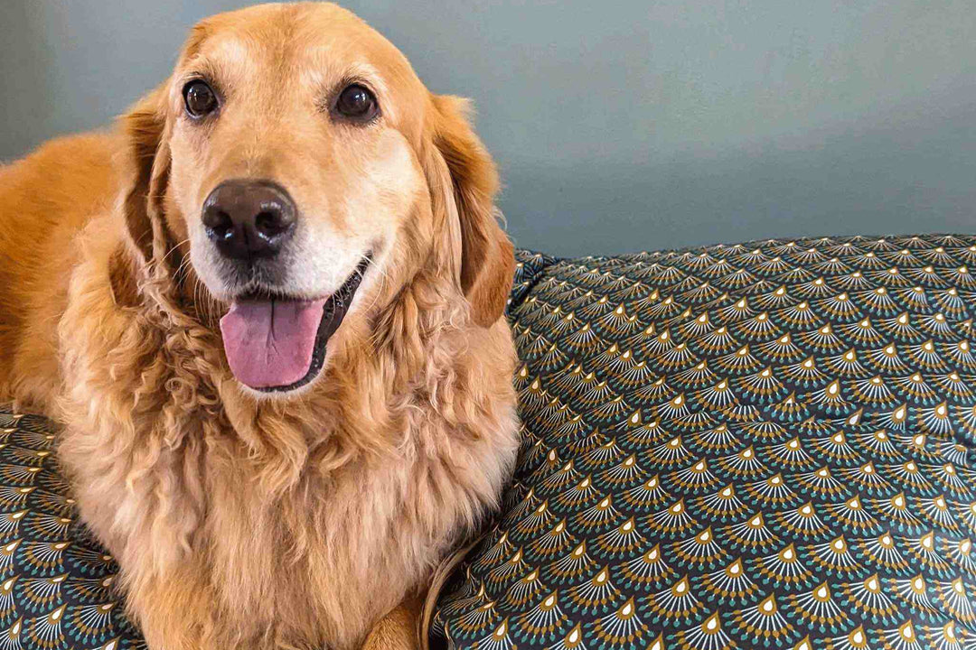 Coussin pour chien Paon