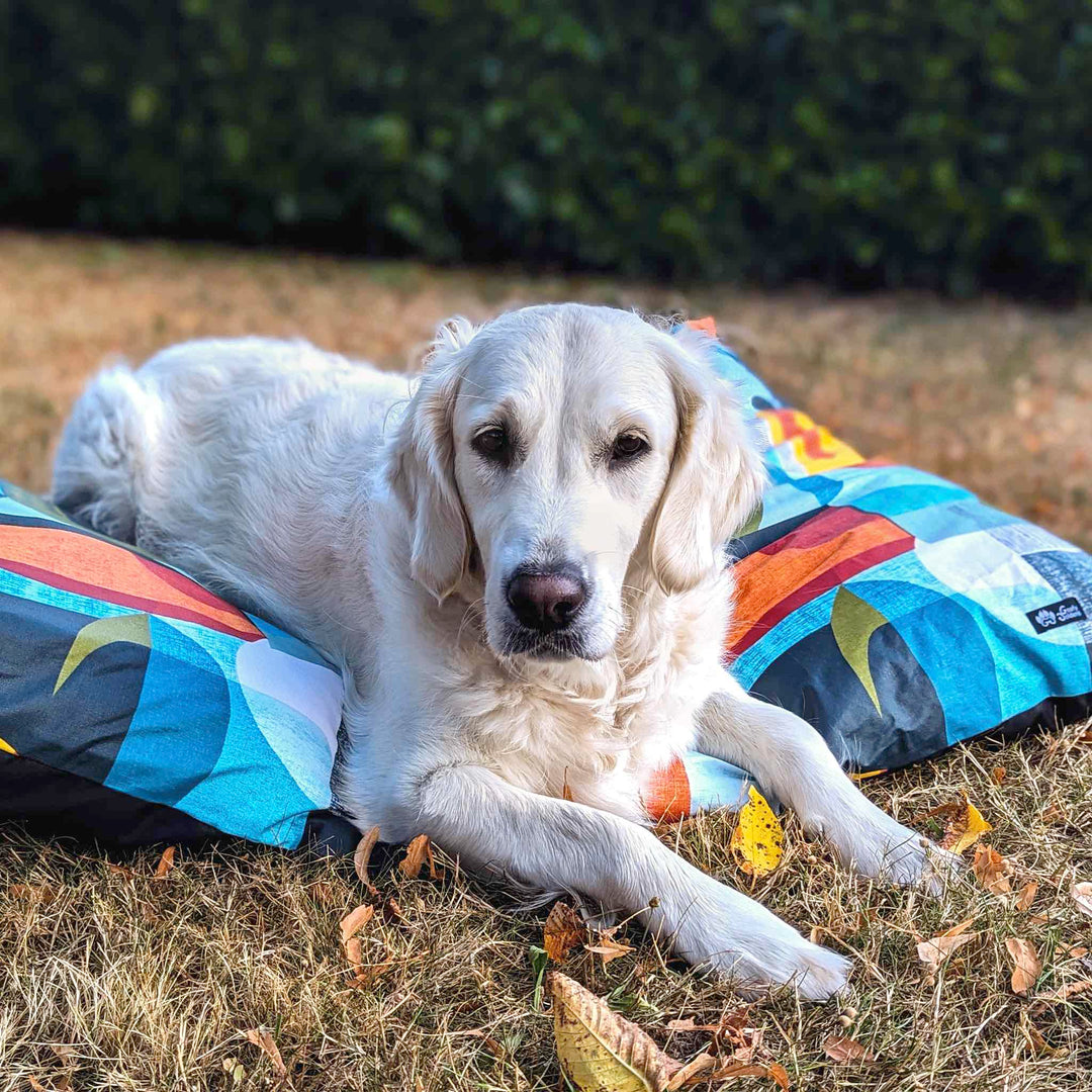 Chien golden retriever blanc couché sur un coussin de taille L et de la collection Summer aux couleurs fraiches et pétillantes.