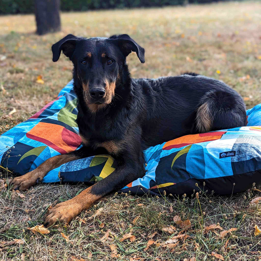 Magnifique chien noir couché sur un coussin pour chien de la collection Summer aux tons bleu vert orange et jaune.