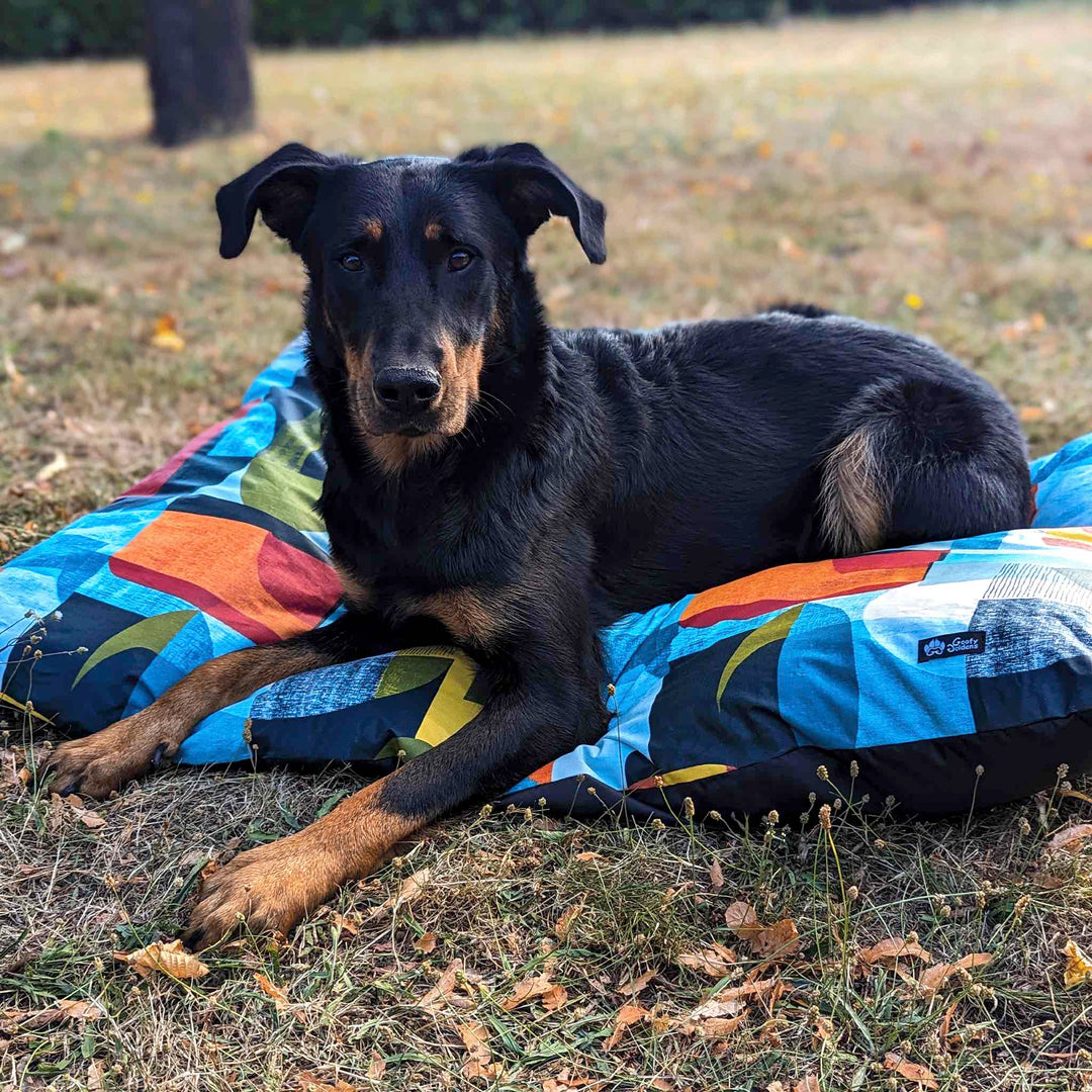 Magnifique chien noir couché sur un coussin pour chien de la collection Summer aux tons bleu vert orange et jaune. 