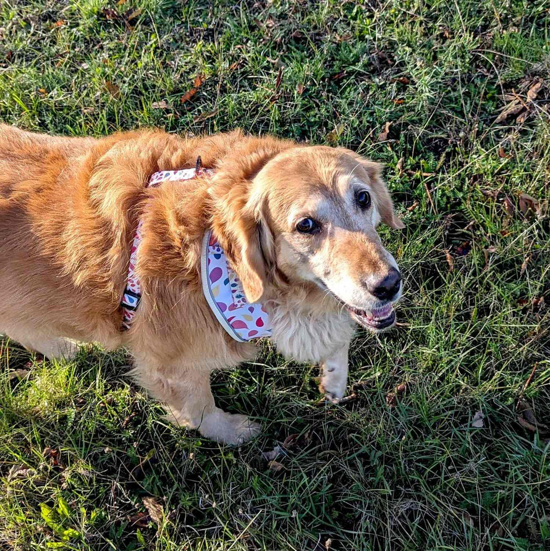 chienne golden retriever souriant et fixant l'objectif avec une patte relevée et portant un harnais classique Pétale