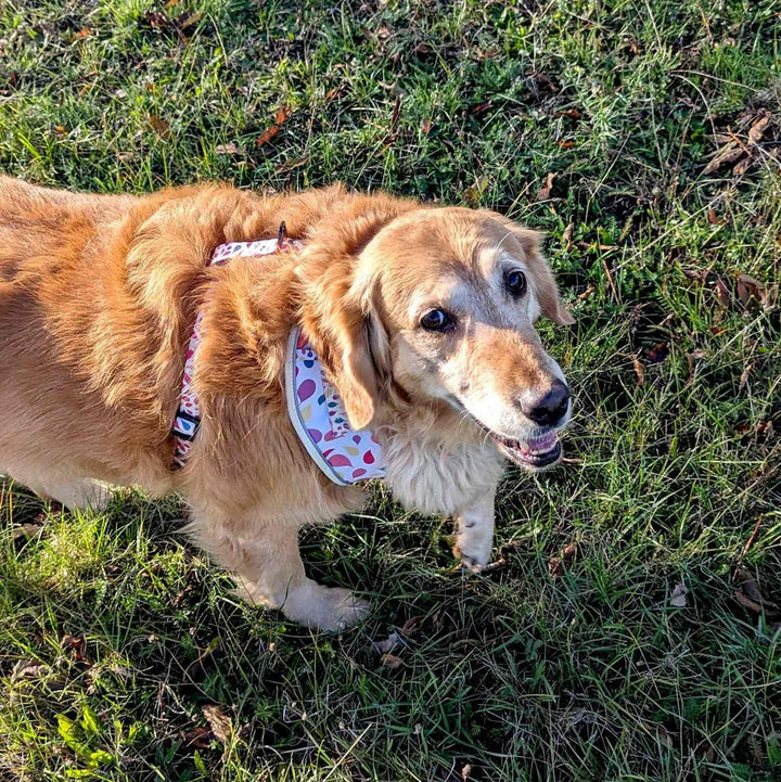 chienne golden retriever souriant et fixant l'objectif avec une patte relevée et portant un harnais classique Pétale