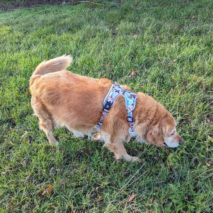 Chien Golden retriever  avec un harnais anti traction floral bleu et orange, sentant l'herbe fraiche