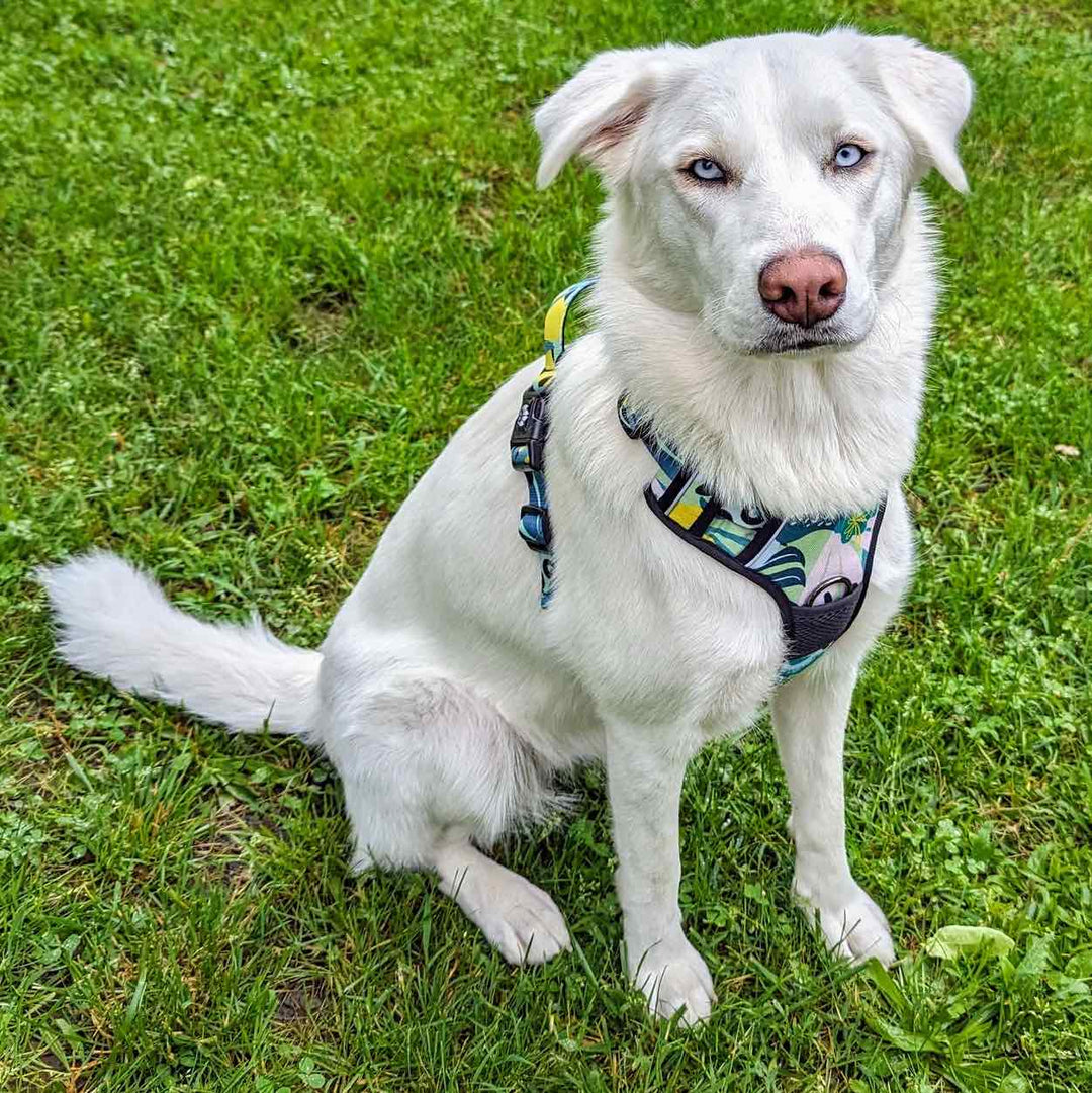 Harnais chien anti traction Récif aux couleur turquoise, bleu et jaune porté par un chien blanc qui se tient assis et qui fixe l'objectif