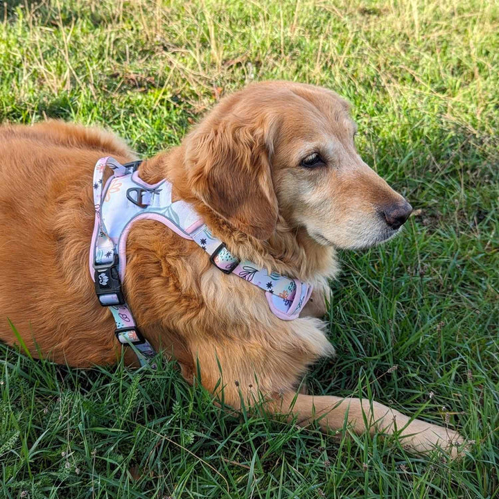 Chien golden retriever couché sur l'herbe et portant le harnais aux couleurs pastels de chez Goofy Goldens