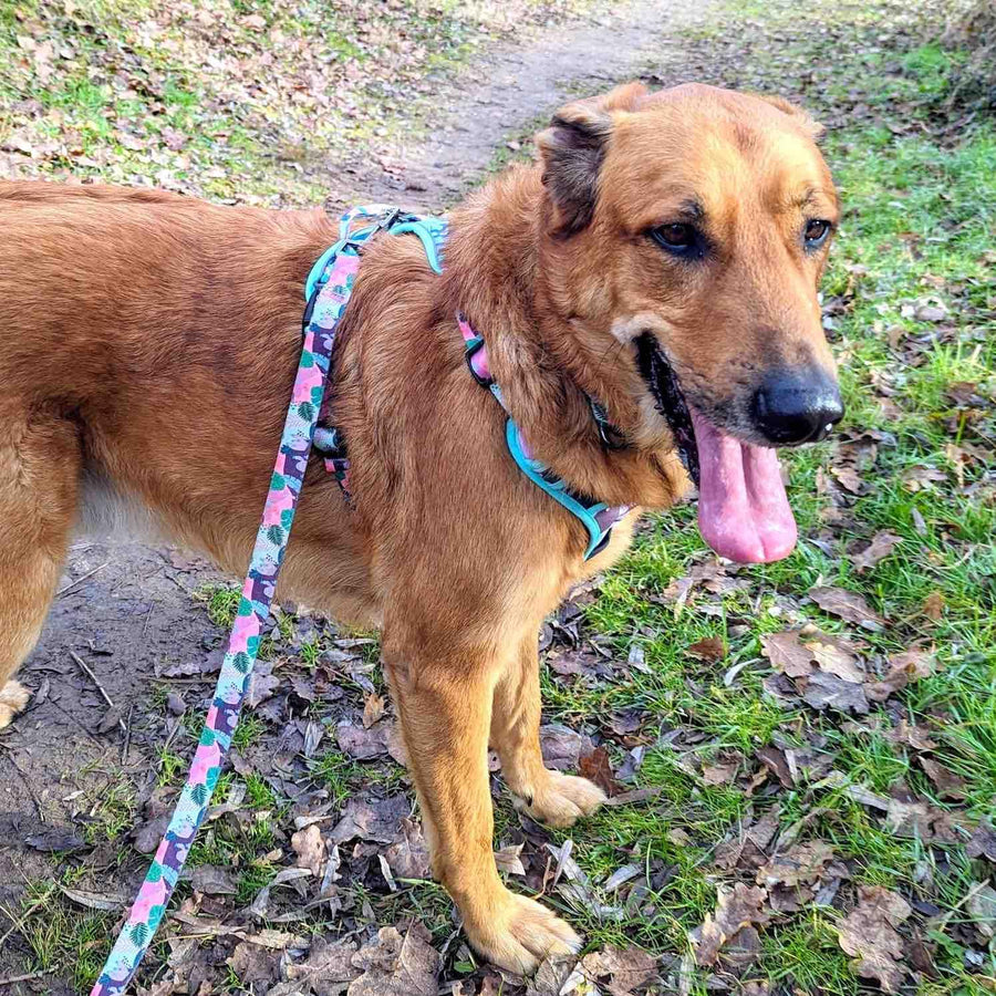 Harnais chien XL confortable et respirant anti traction aux couleur rose et vert porté par un grand chien marron qui tire la langue