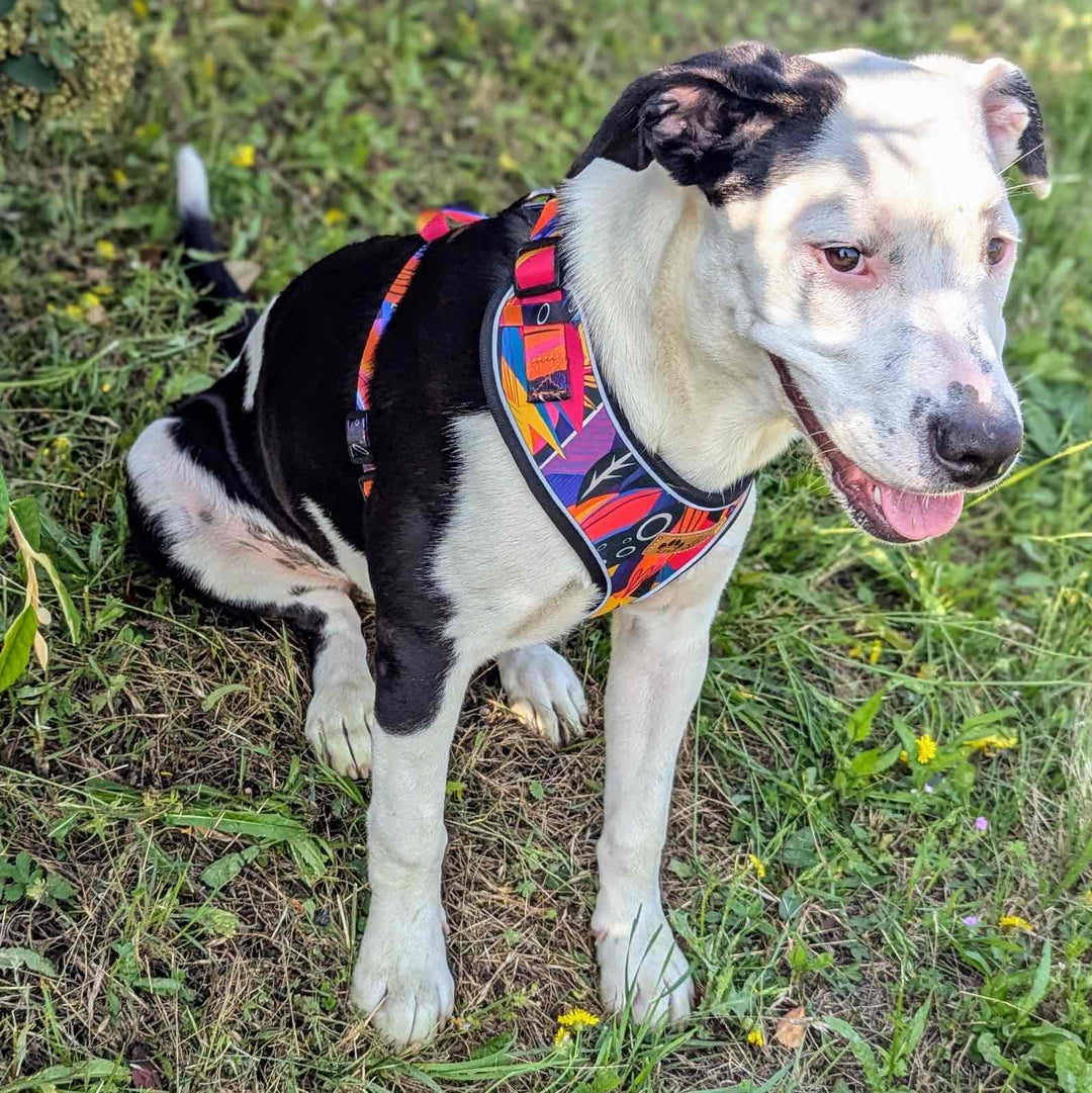 Superbe harnais original Panache, coloré et magnique porté par un chien assis croisé staffie