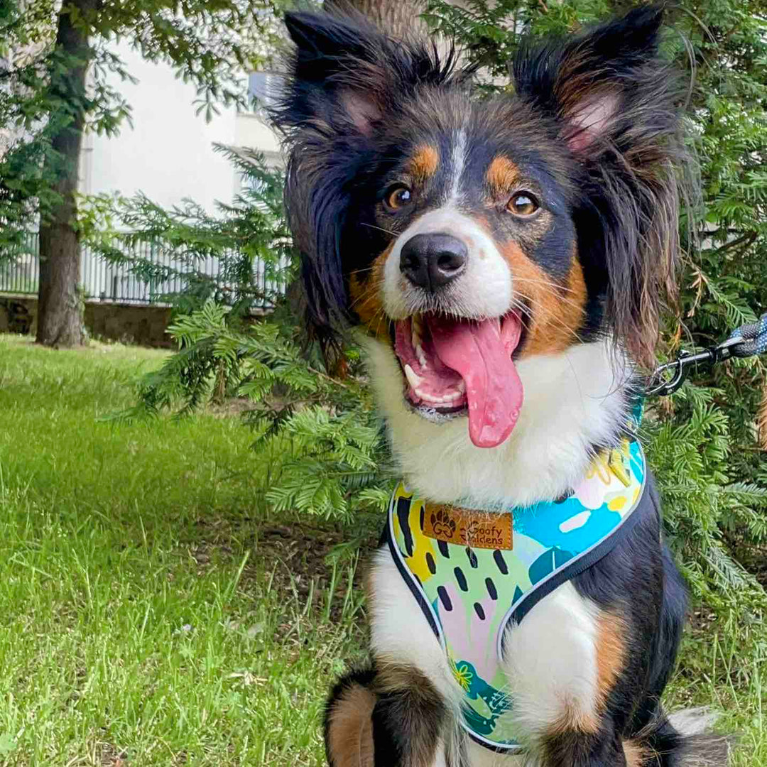 Chien de type border collie tirant la langue et portant le harnais classique de la gamme Récif taille L