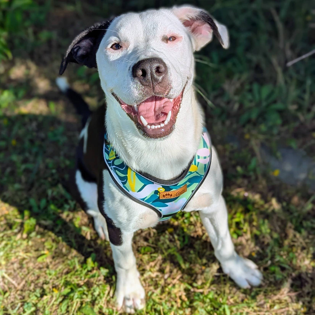 Chien staffie assit qui sourit et porte le joli harnais classique coloré Récif aux couleurs bleu vert turquoise et jaune