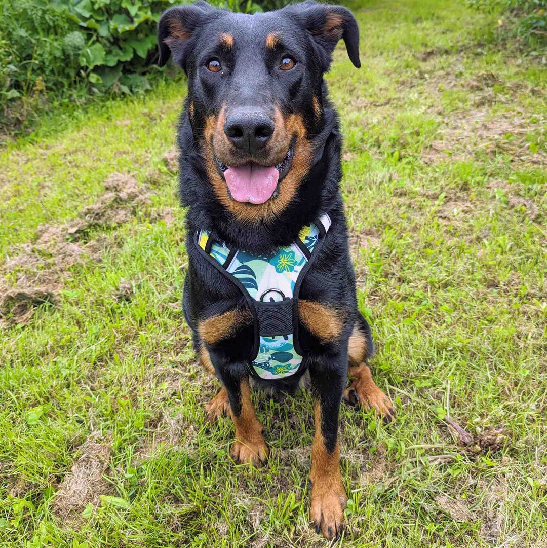 Magnifique beauceron assis et fixant la caméra portant le harnais original vert, jaune et turquoise