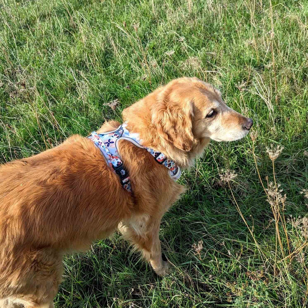 Chien femelle golden retriever debout portant le magnifique harnais Printemps floral bleu et orange