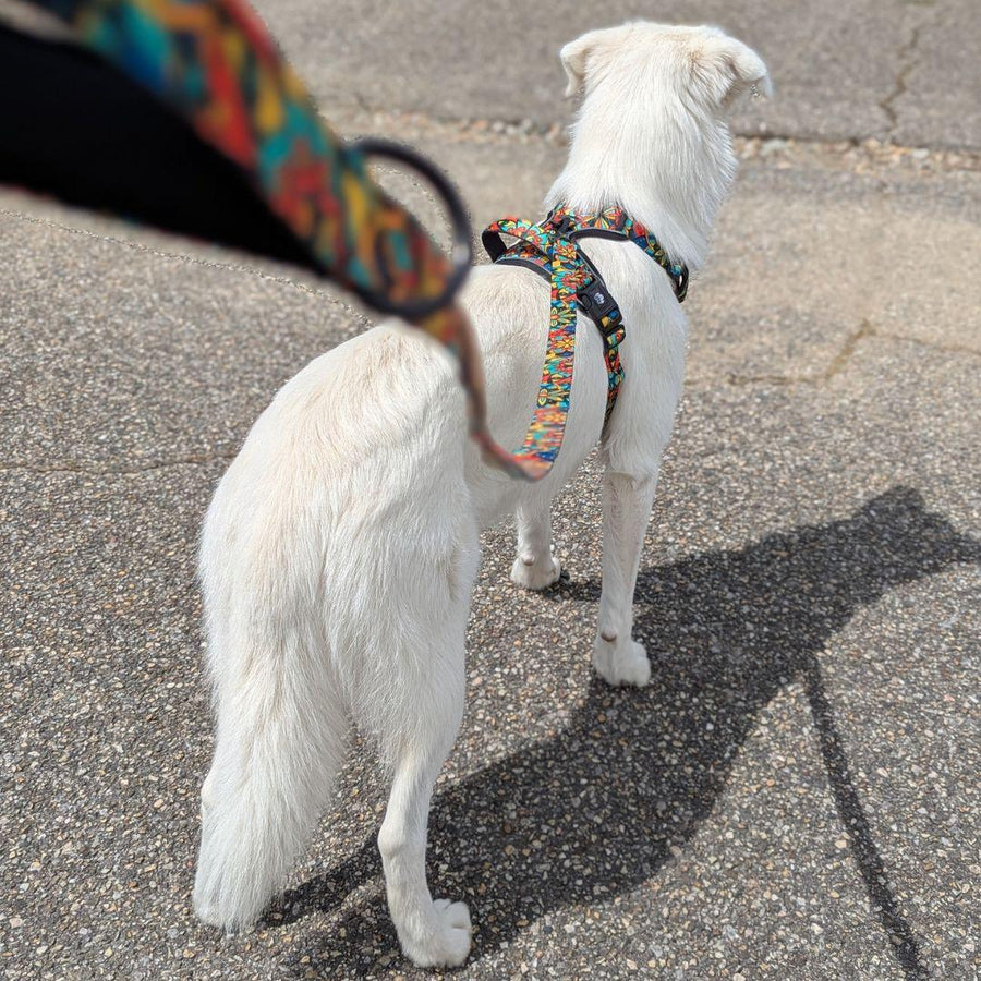 En promenade, ce chien blanc porte le harnais confort de la gamme Mandala avec sa laisse coordonnée. Pratique et élégant, on distingue la poignée et l’anneau pour la pochette.