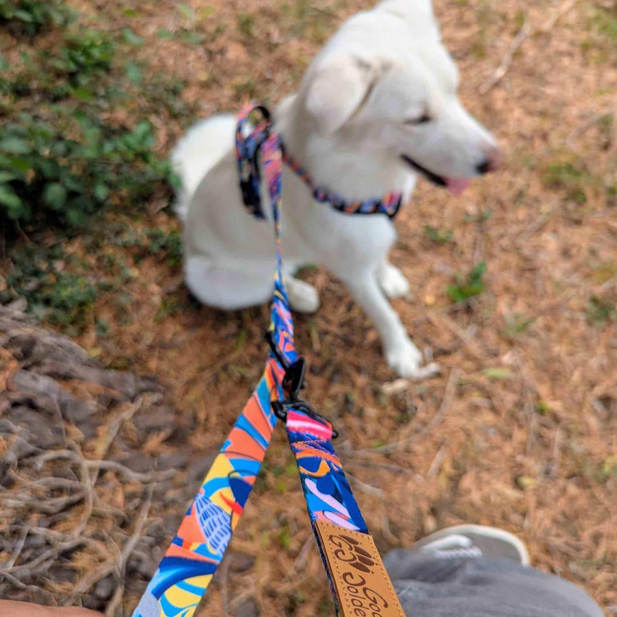 Au second plan se trouve un chien blanc muni de son harnais confort lagon. Au premier plan, la laisse multiposition est ajustée en bandouliÚre.