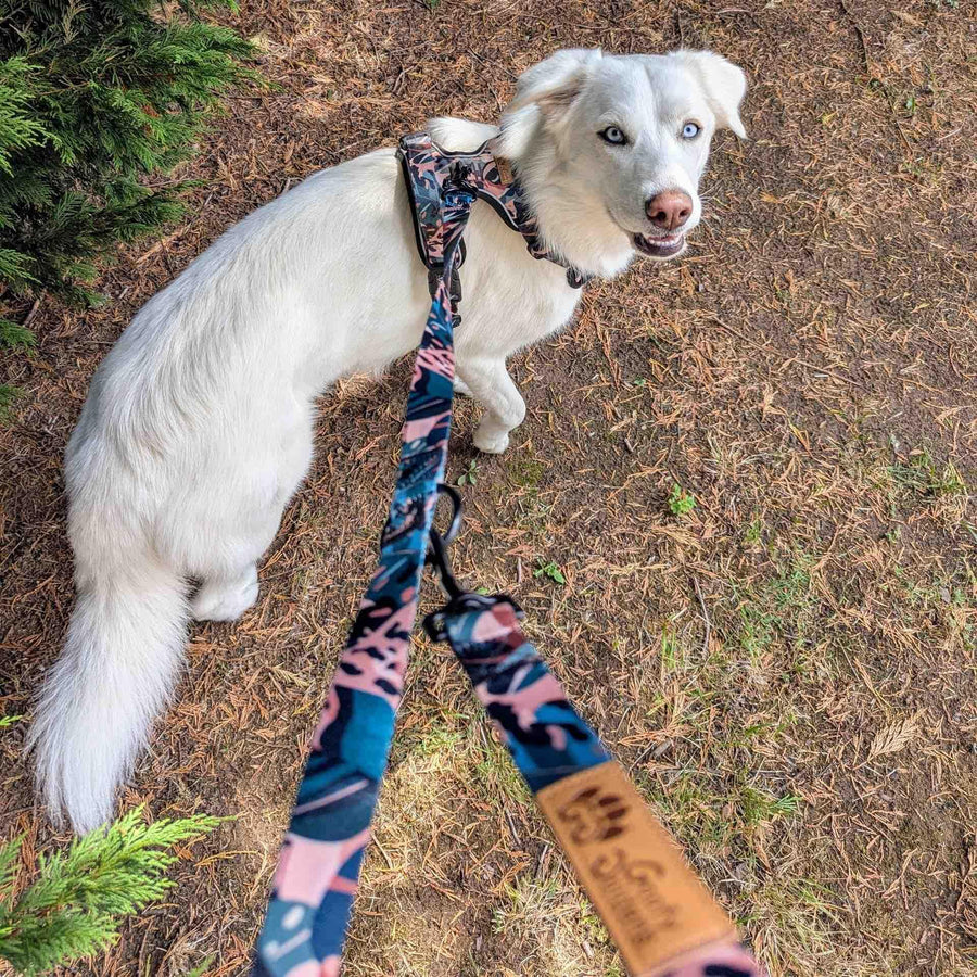 Un chien blanc portant un harnais confort Savane, regardant son maĂźtre qui le tient avec la laisse multiposition Savane.