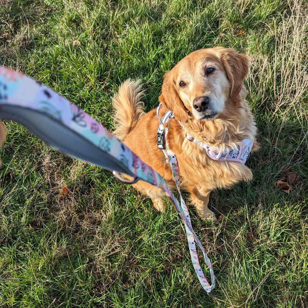 golden retriever regardant son humain et portant l'ensemble laisse et harnais de la collection Pastel aux tons bleu vert et rose pastel