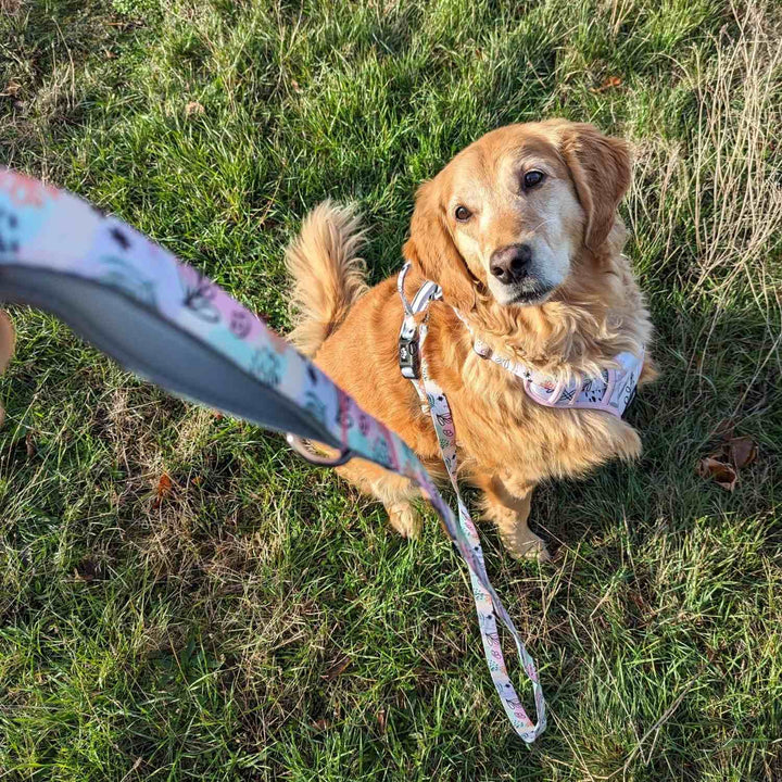 golden retriever regardant son humain et portant l'ensemble laisse et harnais de la collection Pastel aux tons bleu vert et rose pastel
