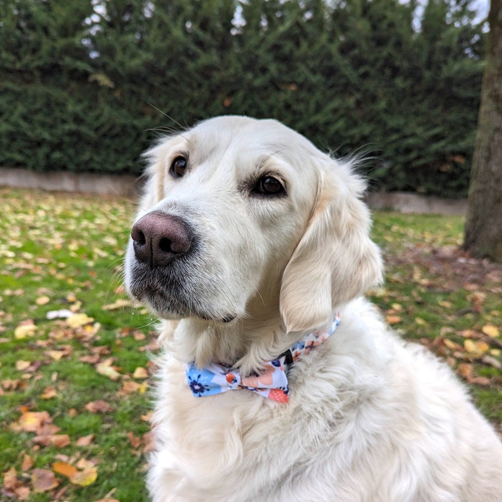 Chien blanc portant le collier et noeud papillon pour chien fleuris de la gamme Printemps aux tons bleus et orange.