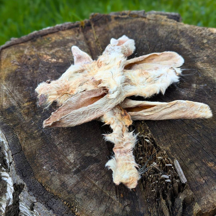 Oreille de lapin naturelle avec poils x8