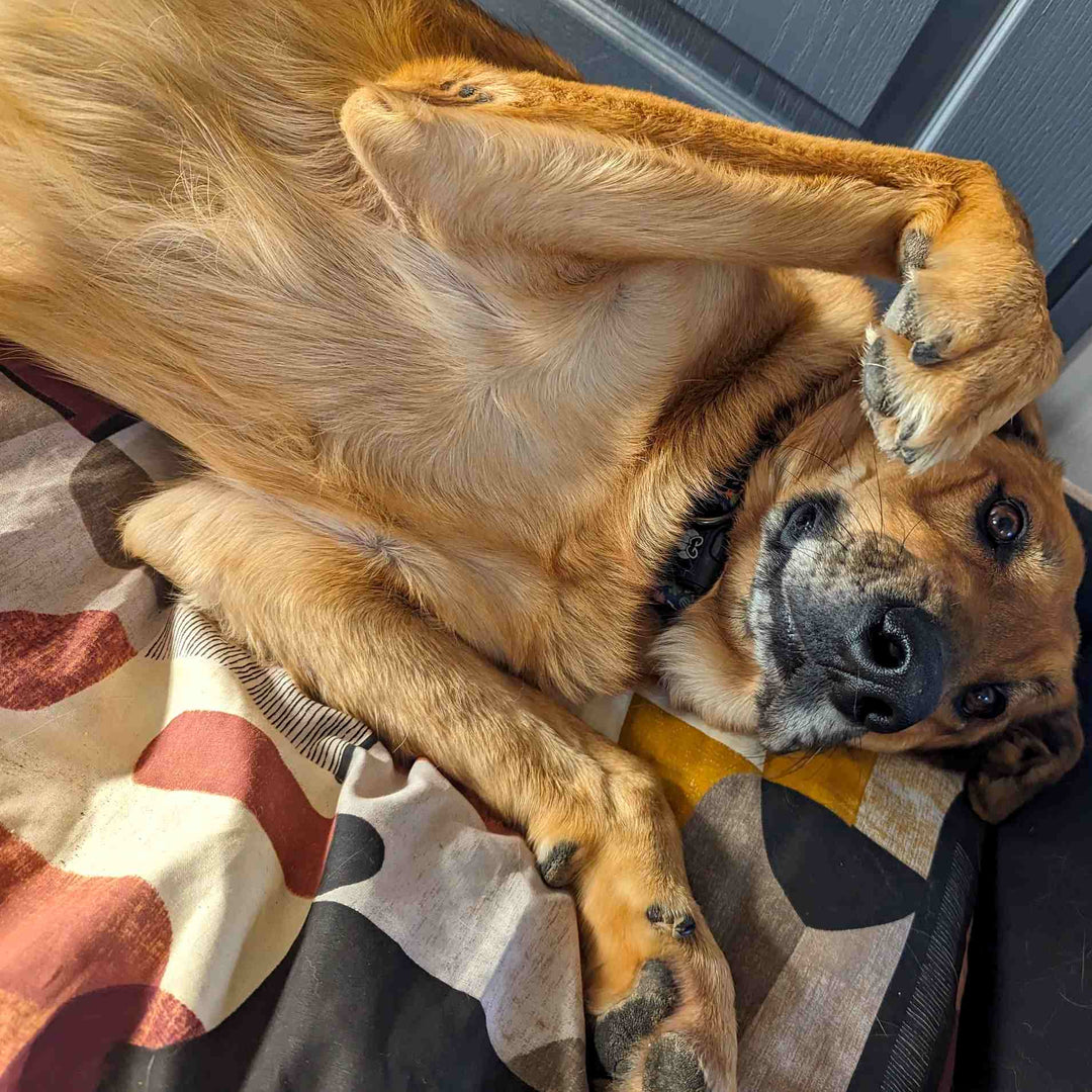 Panier pour chien Automne