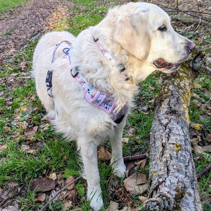 Collier original rose bleu et vert pour chien de la collection Pastel porté par un Golden Retriever blanc