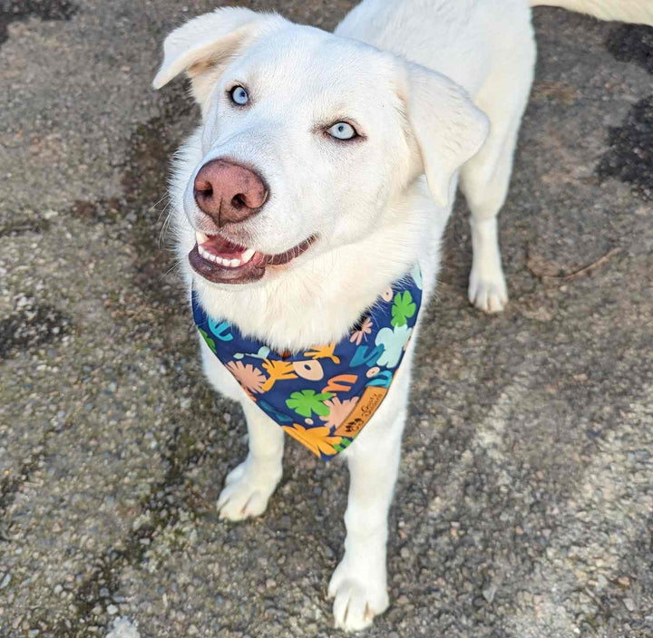 Chien croisé blanc aux yeux bleu portant le très beau bandana bleu Deep Agua de la marque Goofy Goldens