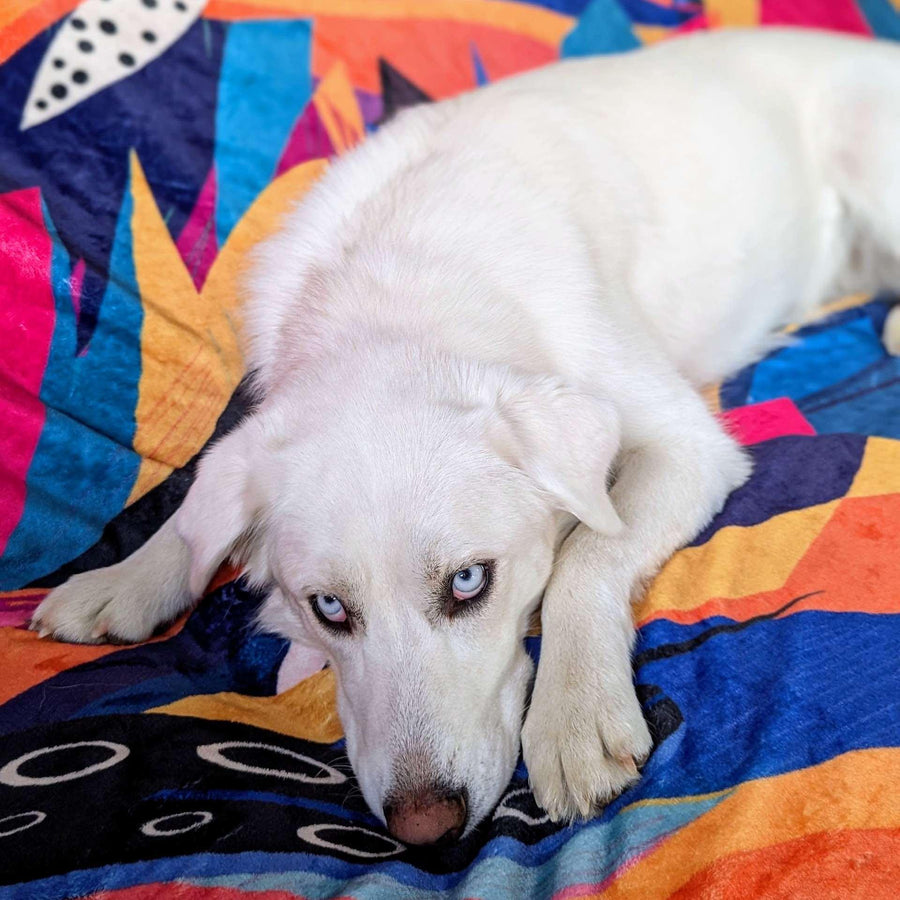 Un chien blanc, assis sur son plaid Panache, contemple lâobjectif avec attention.