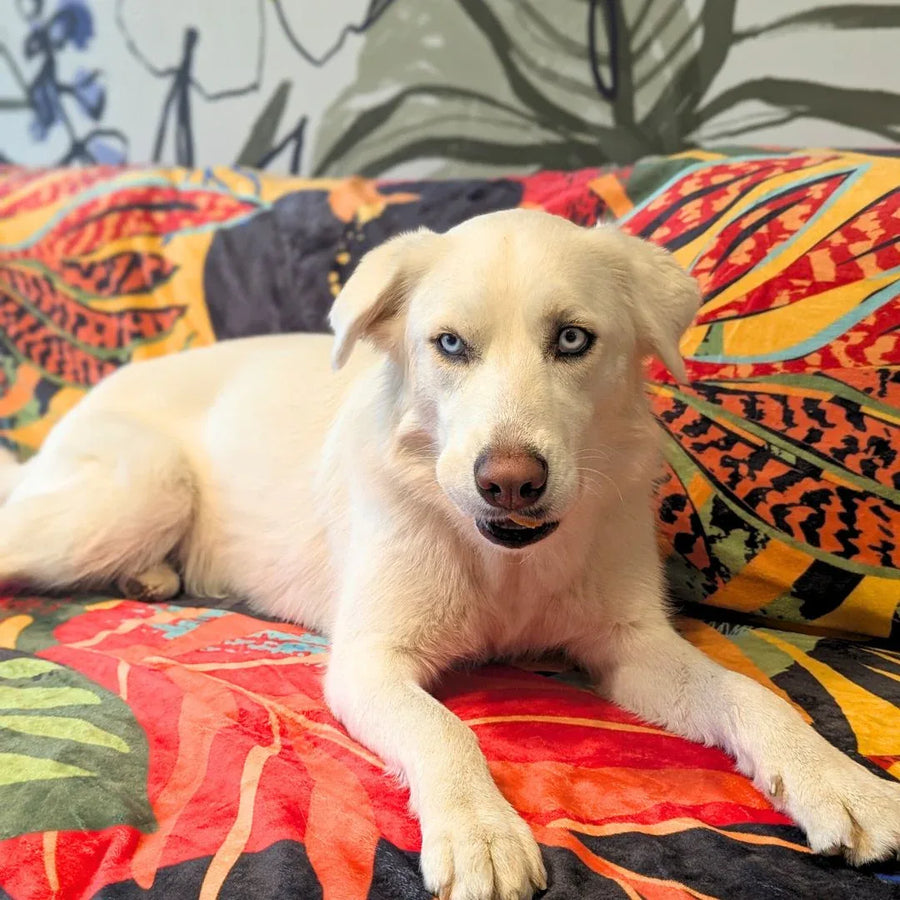 Chien blanc couché sur un plaid coloré Tropical de chez Goofy Goldens