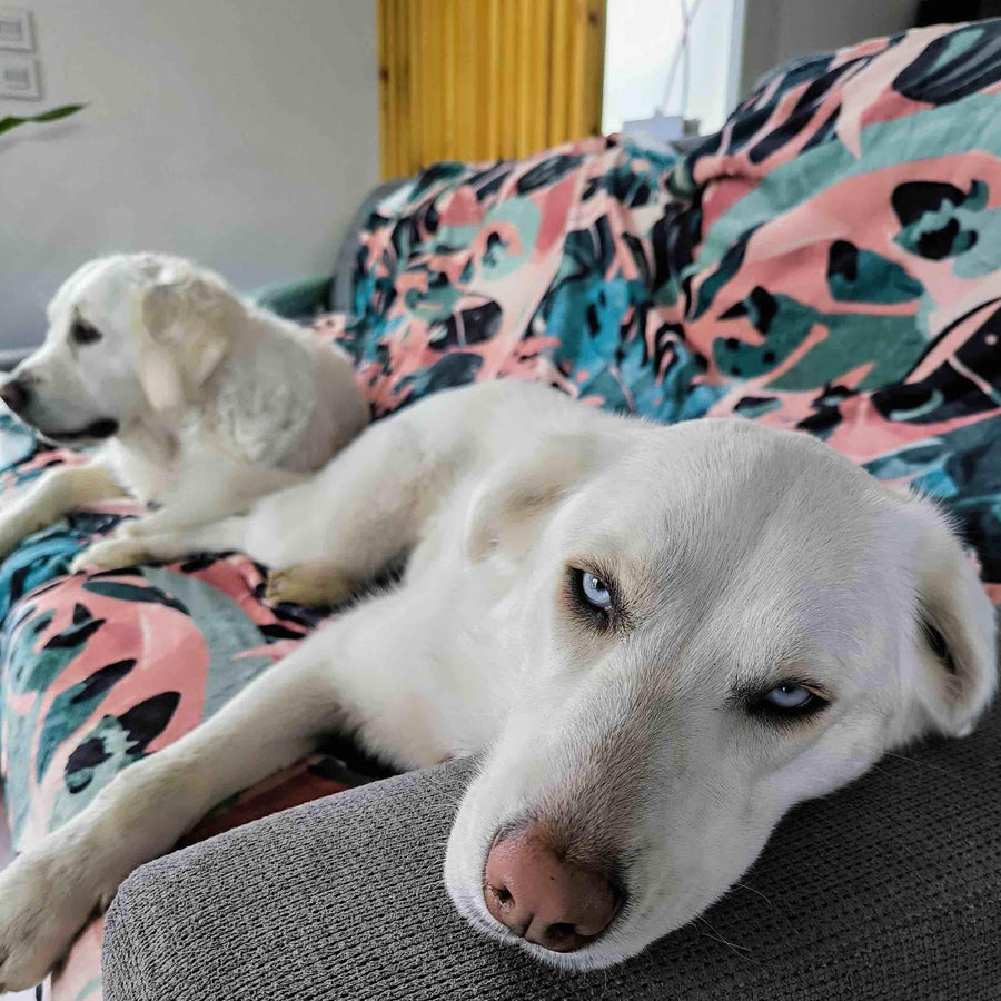 Deux chiens blancs, assis cĂŽte Ă cĂŽte sur le canapĂ©, profitent du confort dâun plaid Savane.