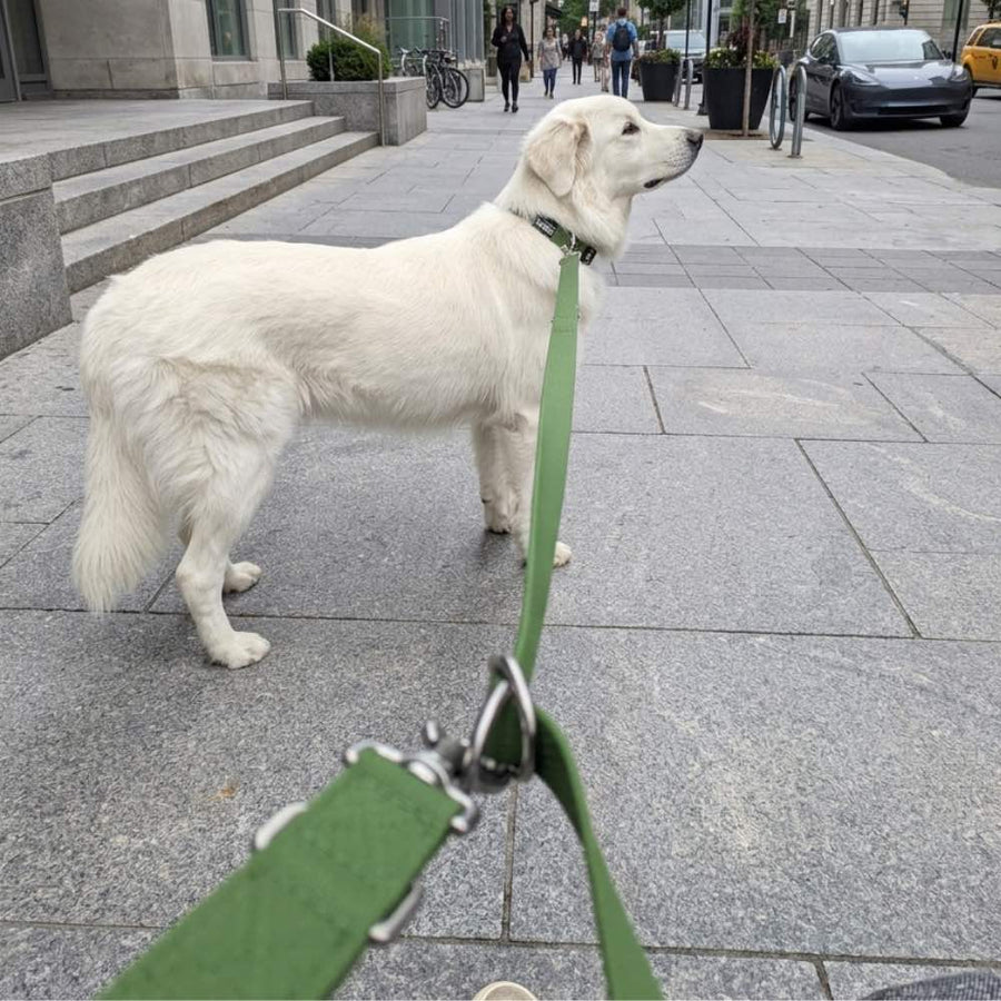 En pleine ville, un chien blanc porte un collier imperméable assorti à sa laisse multiposition vert kaki de la même collection.