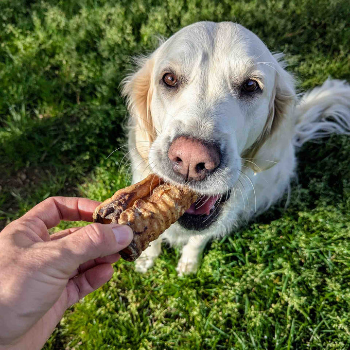 Trachée de boeuf naturelle x3