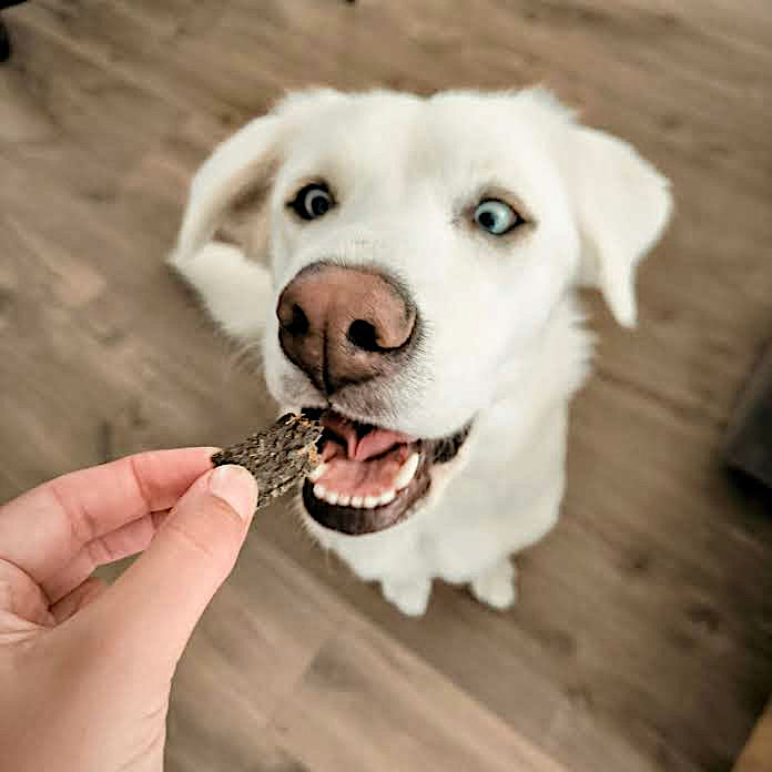 Lanière viande de cerf x15