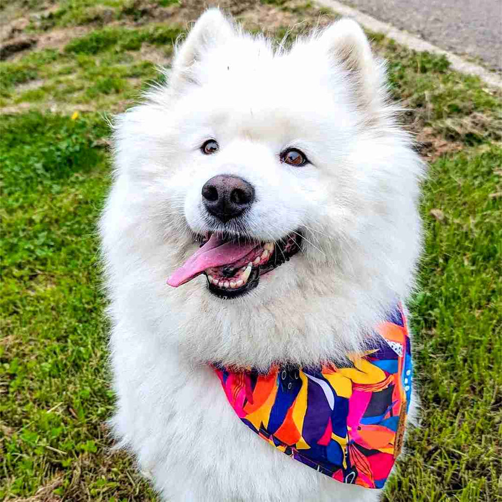 Samoyede souriant et tirant la lanque portant le collier bandana tendance et coloré de la collectionbn Panache