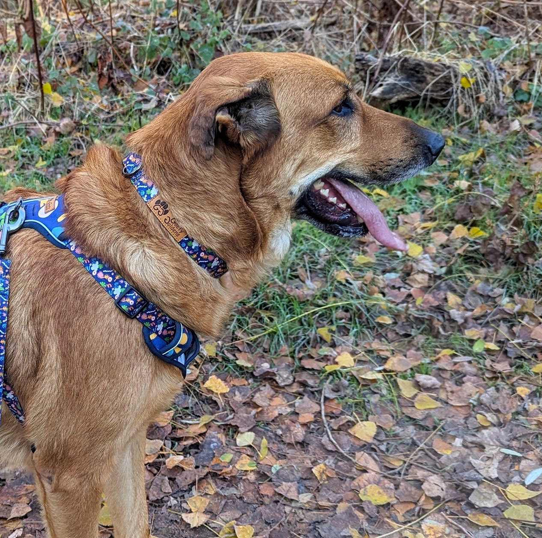 Collier et harnais pour chien bleu marine avec des motifs coloré de la marque Goofy Goldens, porté par un chien marron