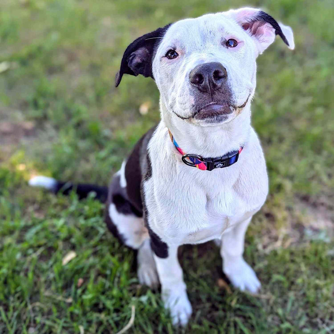 Chien noir et blanc croisé staffie souriant et pertant fièrement le collier Panache , original et robuste aux couleurs violet, fuschia et orange