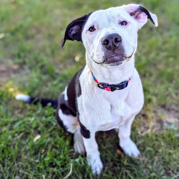 Chien noir et blanc croisé staffie souriant et pertant fièrement le collier Panache , original et robuste aux couleurs violet, fuschia et orange