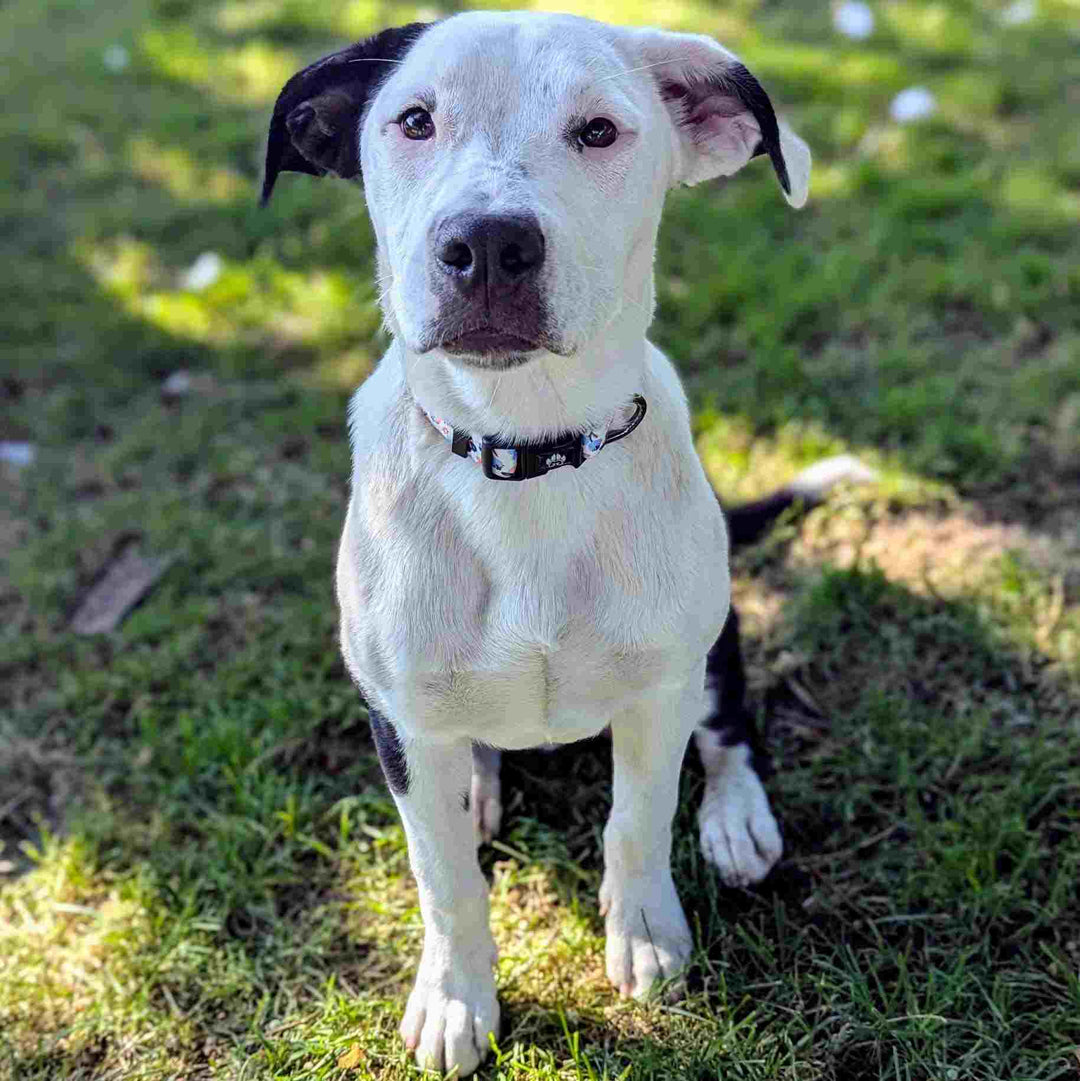 Beau chien croisé staffie assis et regardant l'objectif, il porte un collier printemps floral bleu et orange